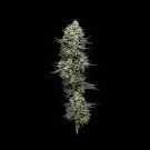 l2ogkush