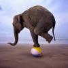 iElephant
